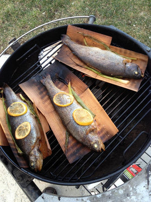 532A3C2E37560 Swearingen Jeff Rainbow Trout 3 Img 4600 Small